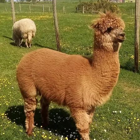 Διαμέρισμα Eselhof Mobilheim *