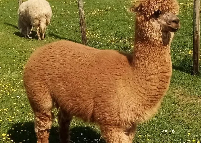 Διαμέρισμα Eselhof Mobilheim *